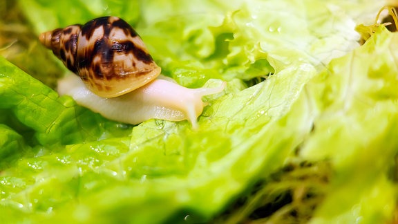 Schnecke auf Kohlblatt