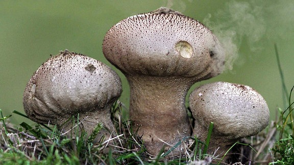 Flaschenstäubling Lycoperdon perlatum