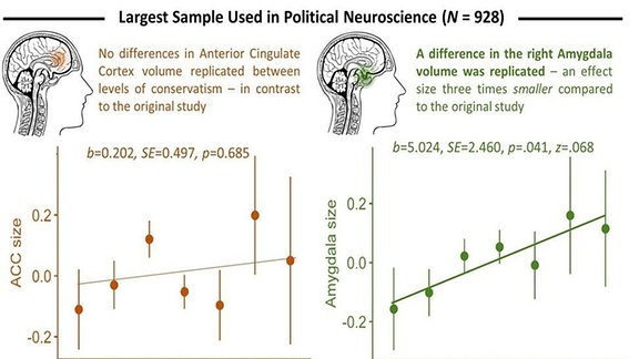 Grafische Darstellung zur Studie: Hängt die politische Ideologie mit der Gehirnstruktur zusammen?