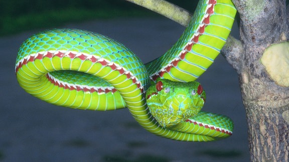 Trimeresurus species