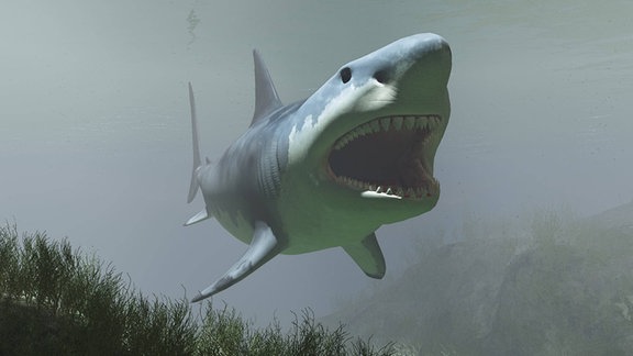 Megalodon Hai