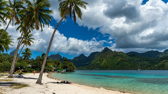  Sandstrand mit Palmen in der Bucht von Moorea, Polynesien