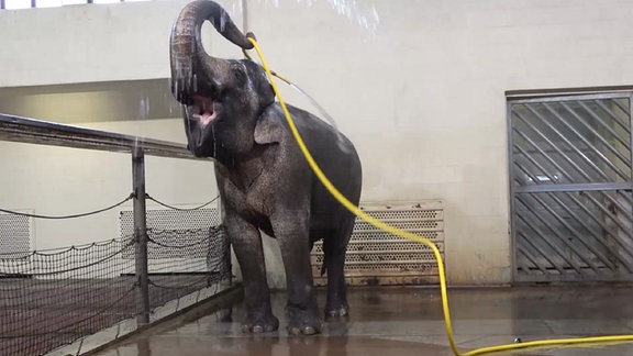 Elefantenkuh Mary benutzt einen Schlauch im Berliner Zoo, um sich abzuspritzen.