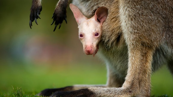 Albino-Wallaby Olaf im Beutel seiner Mutter