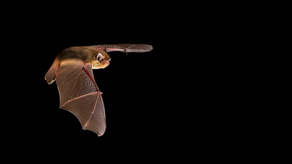 Eine Fledermaus im Flug vor schwarzem Hintergrund