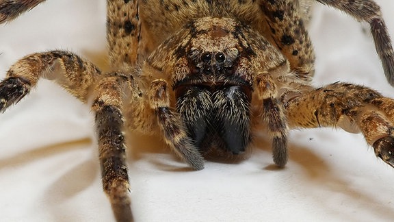 Eine gelbschwarze Spinne