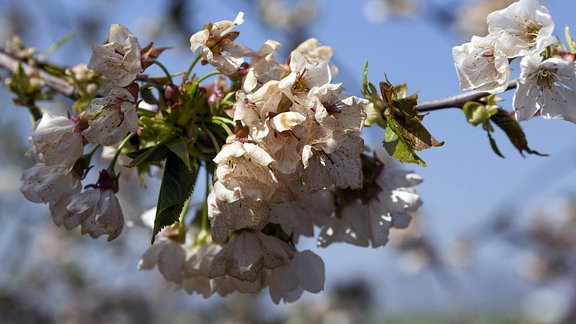 Frostschaden an einer Kirschenblüte