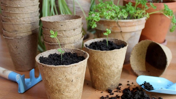 Pflanztöpfchen aus recycelter Pappe und beigemischten pilzhemmenden Substanzen aus Pappelrinde