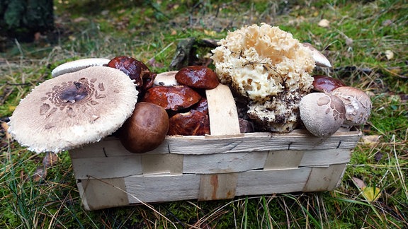 Bastkorb mit gesammelten Waldpilzen.