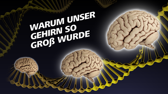 Covergrafik der Podcastepisode "Warum unser Gehirn so groß wurde" - zu sehen sind Gehirne und DNS-Stränge.