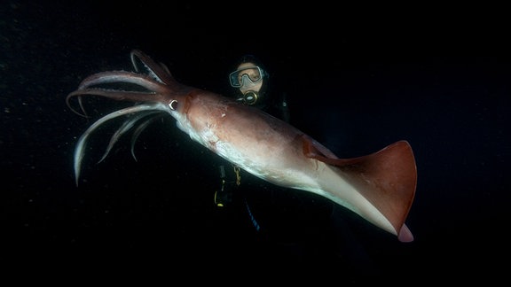 Tiefseetaucher*in mit einem Riesentintenfisch