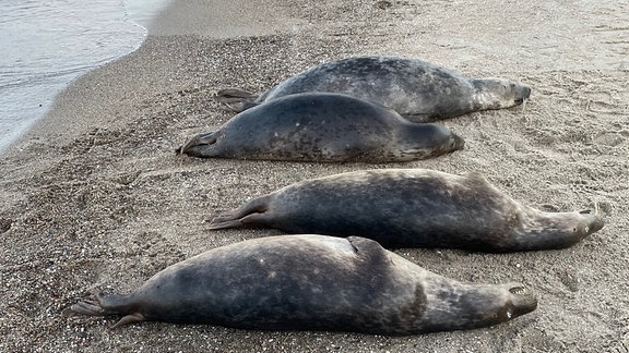 Auf diesem vom Biosphärenreservatsamt Südost-Rügen zur Verfügung gestellten Bild sind tot aufgefundene Robben an der Ostküste der Halbinsel Mönchgut auf Rügen zu sehen.