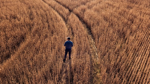 Ein Mann steht in einem Roggenfeld mit Rücken zur Kamera. Ansicht von oben, warmes Licht, markante Schatten, Fahrweg zieht sich durch Feld geschwungen nach hinten.