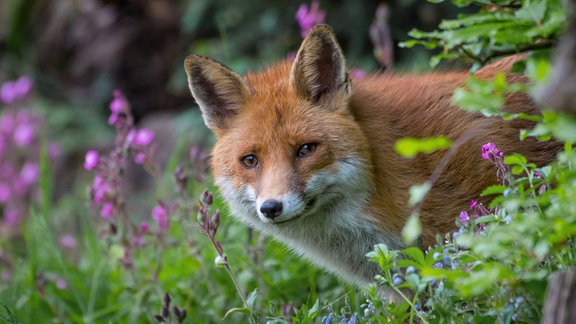 Rotfuchs auf Nahrungssuche zwischen Waldblumen