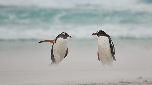 Der Pinguin - eine wegweisende Tierart Englischer Originaltitel: Directing penguin