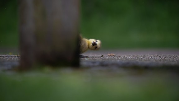 Guckguck! Englischer Originaltitel: Peekaboo