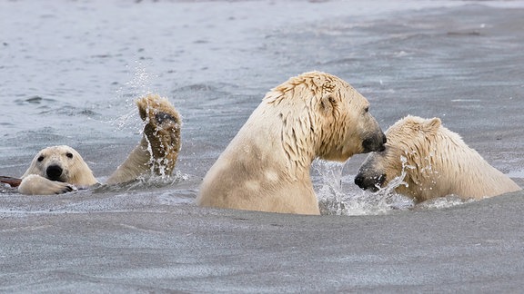 Hier, ich will auch mitmachen! Englischer Originaltitel: The Photo-Bombing Wave