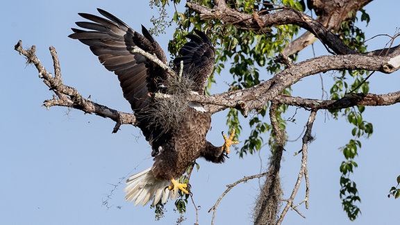 Da passt man mal eine Sekunde nicht auf... Englischer Originaltitel: Majestic and Graceful Bald Eagle