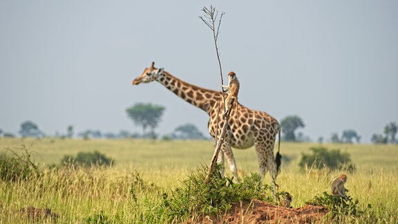 Ich hab gesagt: Hü! Englischer Originaltitel: Monkey riding a giraffe