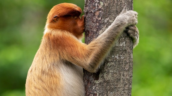 Mein Freund, der Baum Englischer Originaltitel: Treehugger