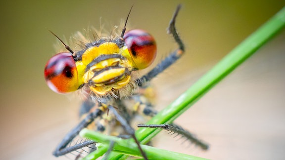 Willkommen in der Natur! Englischer Originaltitel: Welcome to Nature!