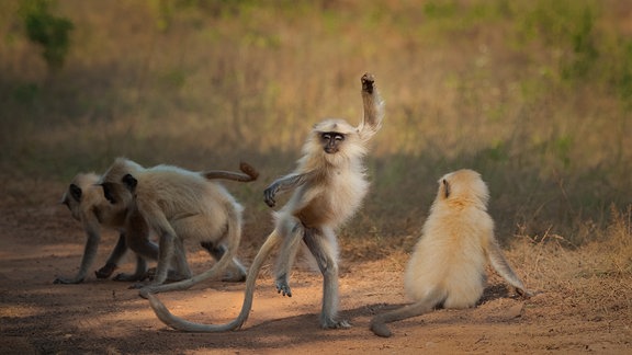 Der Vortänzer Englischer Originaltitel: Dancing Away to Glory