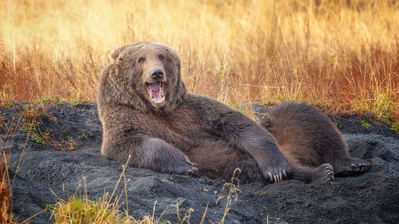 Zeichnen, Fotografieren - alles, was du willst! Englischer Originaltitel: Draw me like one of your French Bears