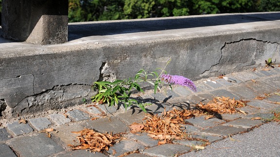 Sommerflieder, Sämling in Mauerfuge.