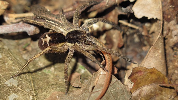 Eine braune Wanderspinne hält eine Eidechse am Schwanz fest.