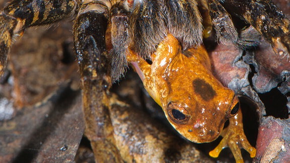 Eine große Spinne und ein kleiner Frosch.