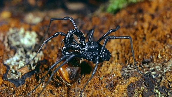 Eine Spinne frisst eine Schnecke