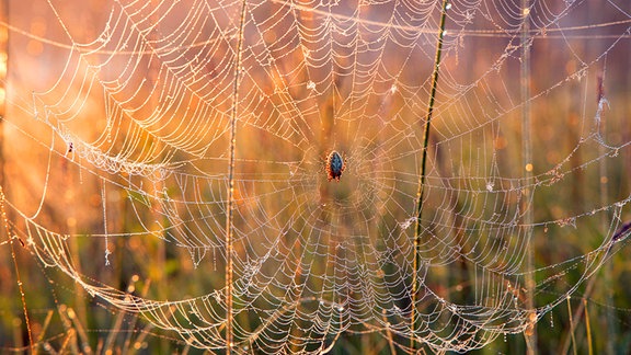 Taubehangenes Netz einer Kreuzspinne im Gegenschein der tief stehenden Sonne