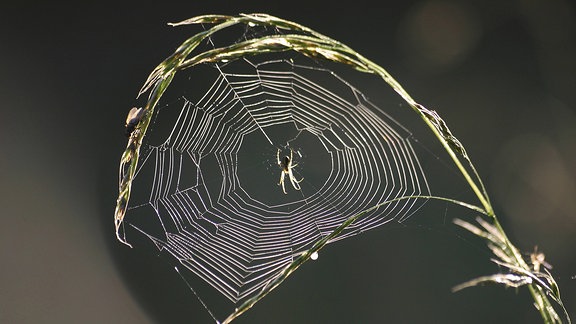 Spinnennetz im Halm