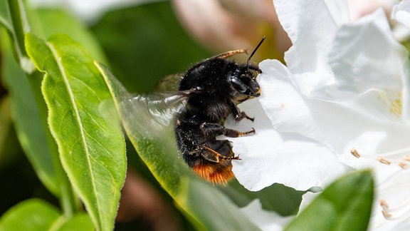 Hummel an einer Blüte