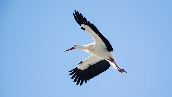 Ein Storch fliegt im blauen Himmel.