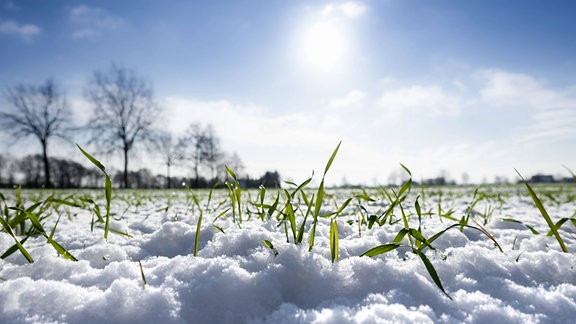 Sonne lässt den Schnee auf einem Getreidefeld schmelzen