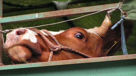 Rind schaut aus einem Tiertransporter