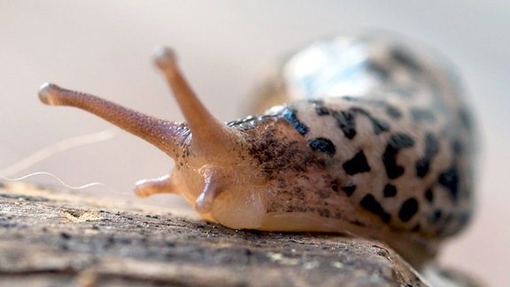 Nacktschnecke Tigerschnegel (lateinisch Limax maximus)