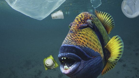 Titan Triggerfish schwimmt im Meer mit Müll.