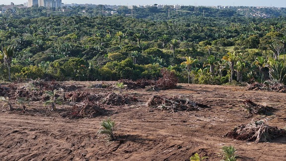 Blick auf ein Stück gerodeten Regenwald mit Fahrzeugspuren im Schlamm