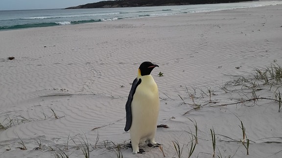 Auf diesem vom für Biodiversität und Artenschutz zuständigen Ministerium von Western Australia (DBCA) zur Verfügung gestellten Foto ist ein in Australien gestrandeter Kaiserpinguin am Ocean Beach nahe des Ortes Denmark zu sehen. 