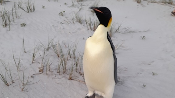 Auf diesem vom für Biodiversität und Artenschutz zuständigen Ministerium von Western Australia (DBCA) zur Verfügung gestellten Foto ist ein in Australien gestrandeter Kaiserpinguin am Ocean Beach nahe des Ortes Denmark zu sehen. 