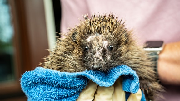 Ein verletzter Igel sitzt in einer Hand auf einem Handtuch. 