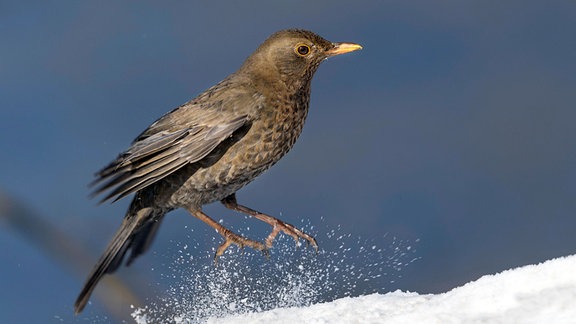 Weibliche Amsel im Schnee