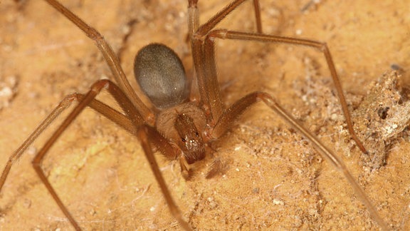 Ein Weibchen der Braunen Violinspinne (Loxosceles rufescens) ist zu sehen. 