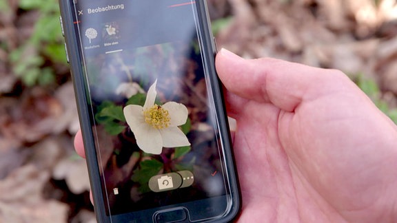 Eine Hand hält ein Smartphone mit einer geöffneten App, auf der eine weiße Blüte zu sehen ist.