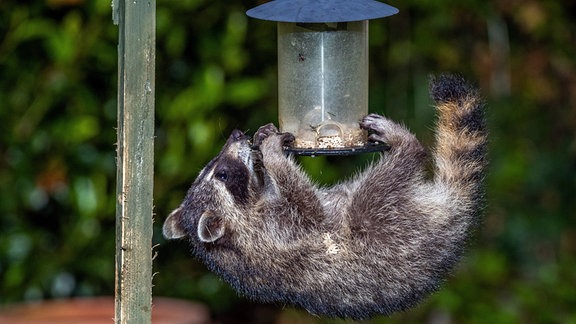 Waschbär klaut Futter aus einem Vogelhaus