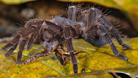 Eine braune Vogelspinne hat einen Frosch in ihren Fängen.