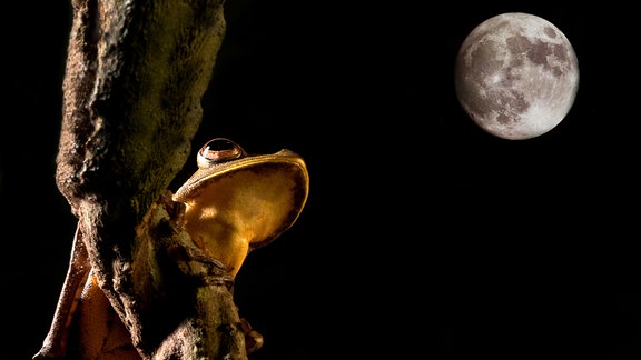 Baumfrosch und Mond bei Nacht