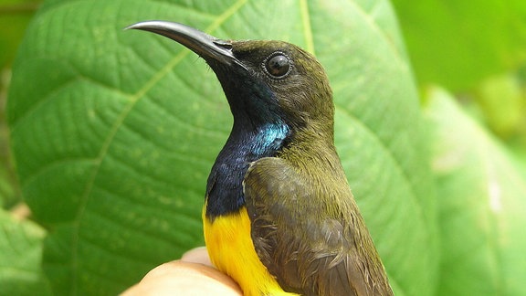 Wakatobi-Nektarvogel in Südostasien